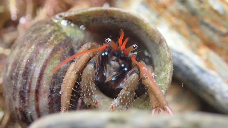 St Piran‘s hermit crab, English Channel
